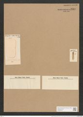 Amphiprora membranacea Cleve (de-Toni-Nr.: Genus 29, Species 1331) Zeichnungen Sammlung Grunow Nr. 2560 (NHMW-BOT-W0369742)